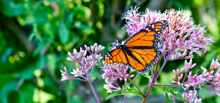 Photo courtesy of Alliance for the Chesapeake Bay.