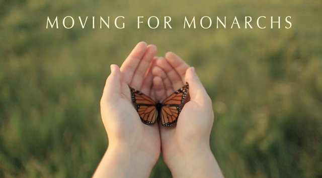 Moving for Monarchs Video Image: http://vimeo.com/82450284