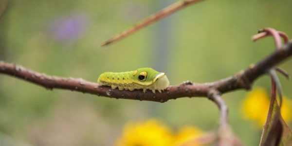 Spicebush Swallowtail Caterpillar.