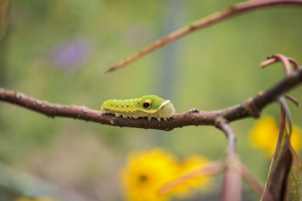 Spicebush Swallowtail Caterpillar.