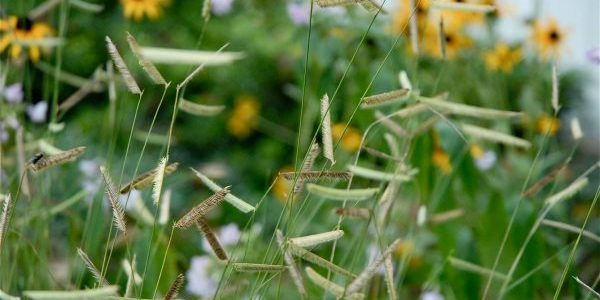 Blue grama grass (Bouteloua gracilis). Photo courtesy of: The Meadow Project