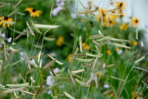 Blue grama grass (Bouteloua gracilis). Photo courtesy of: The Meadow Project