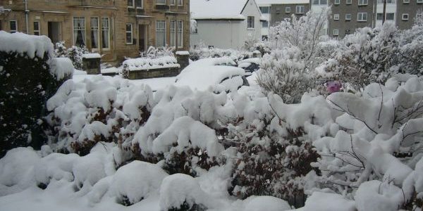 Garden in snow. Photo courtesy https://www.flickr.com/photos/jtadams/111304981/