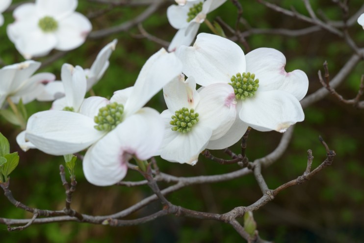 Beautiful pictures of flowering spring native plants (mostly shade perennials), like wood poppy, trillium, woodland phlox and more! See the full album on our flickr page.