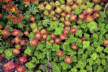 Sedum on a Green Roof. Photo courtesy of Chesapeake Bay Program.