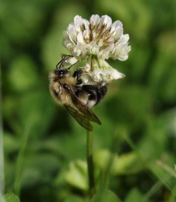 Common eastern bumble bee