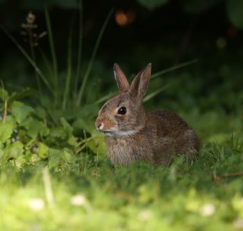 Eastern cottontail