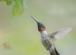 Male Ruby-throated Hummingbird