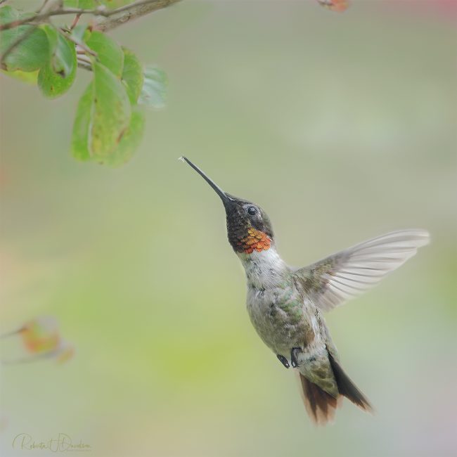 Male Ruby-throated Hummingbird