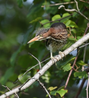 Juvenile green heron
