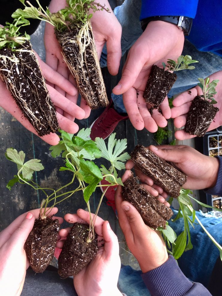 Hands holding plants