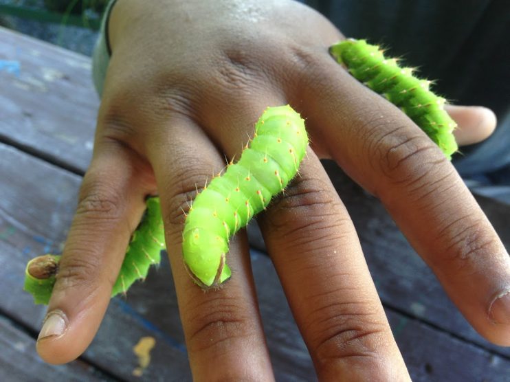 Hand with Caterpillar 