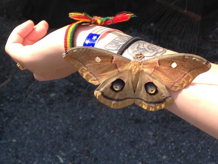 arm with butterfly