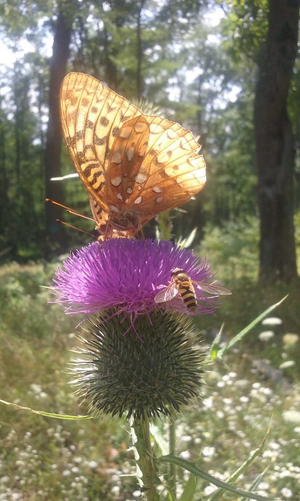 Butterfly and bee on purple bull thistle