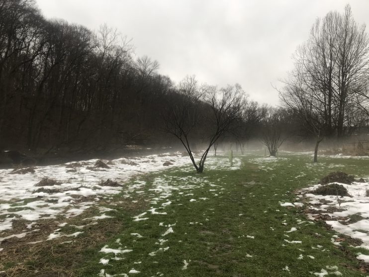 Snow on grass with bare trees