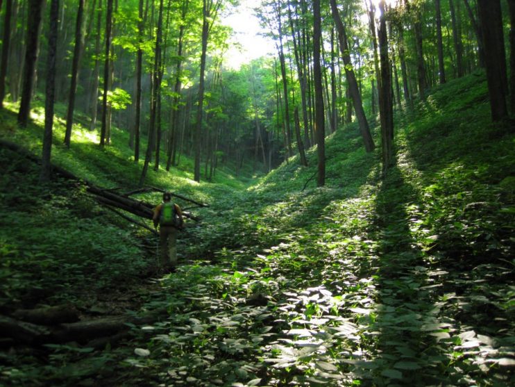 Green wooded area showing nettle on the path