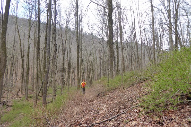 Invasives on Quehanna Trai