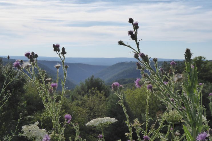 Image of plants with mountains and blue sky