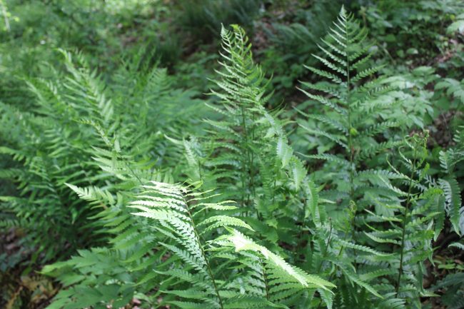Picture of green ferns in sunlight