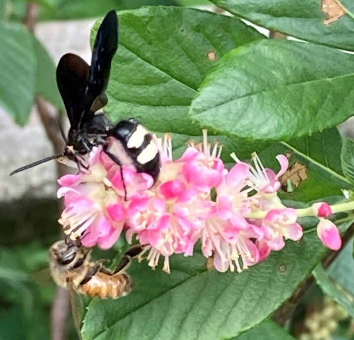 two pollinators on a pink flower competing for nectar