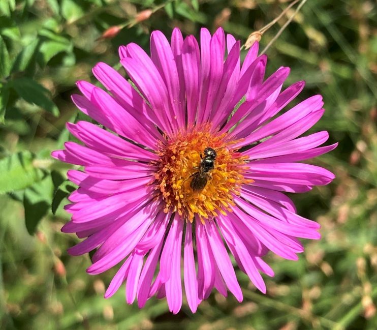 Pink flower with bee in the orange center 