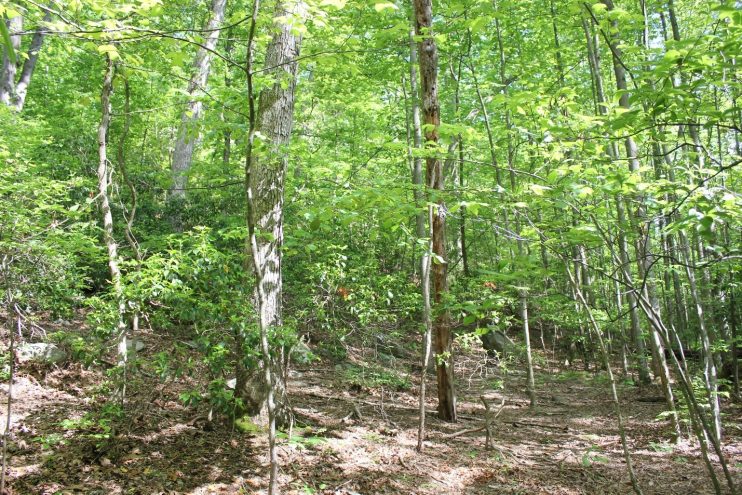 Green Forest