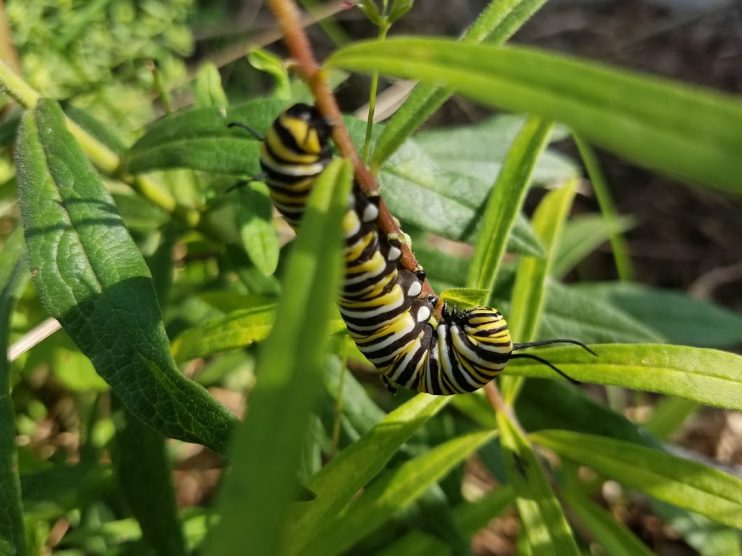 Monarch caterpillar on plant