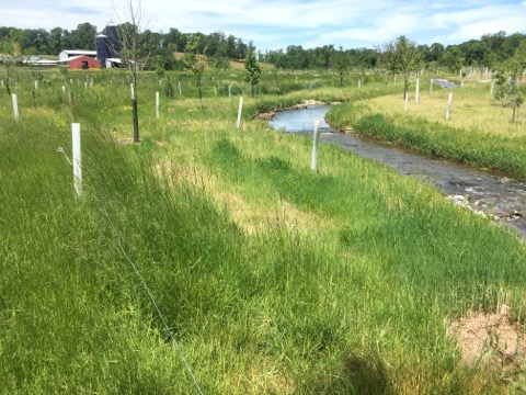 Maple Dell Farm Riparian Buffer and Stream Restoration