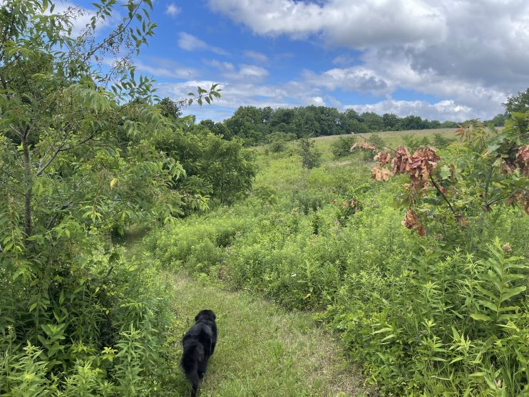 Happy Hollow Farm PA - Multifunctional Forested Riparian Buffer