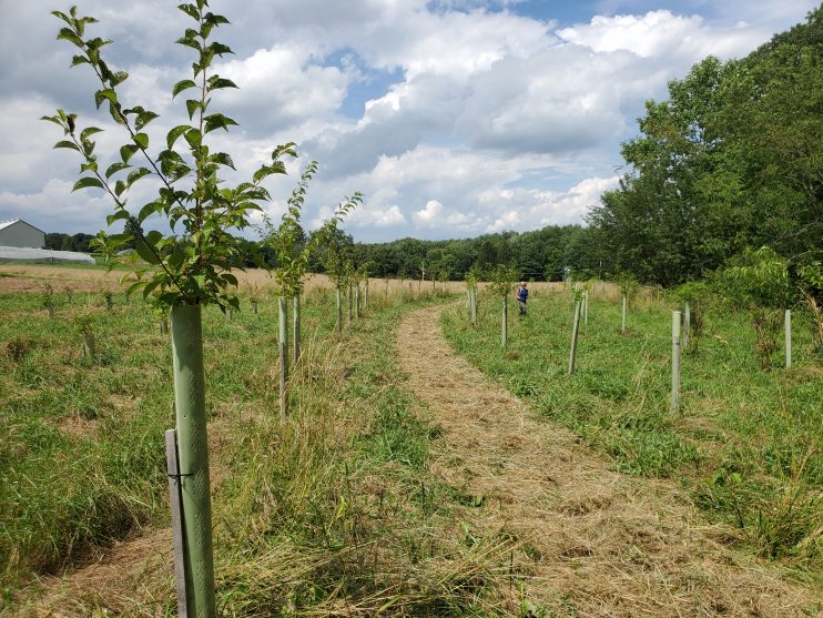 Swallow Hill Farm Riparian Forest Buffer