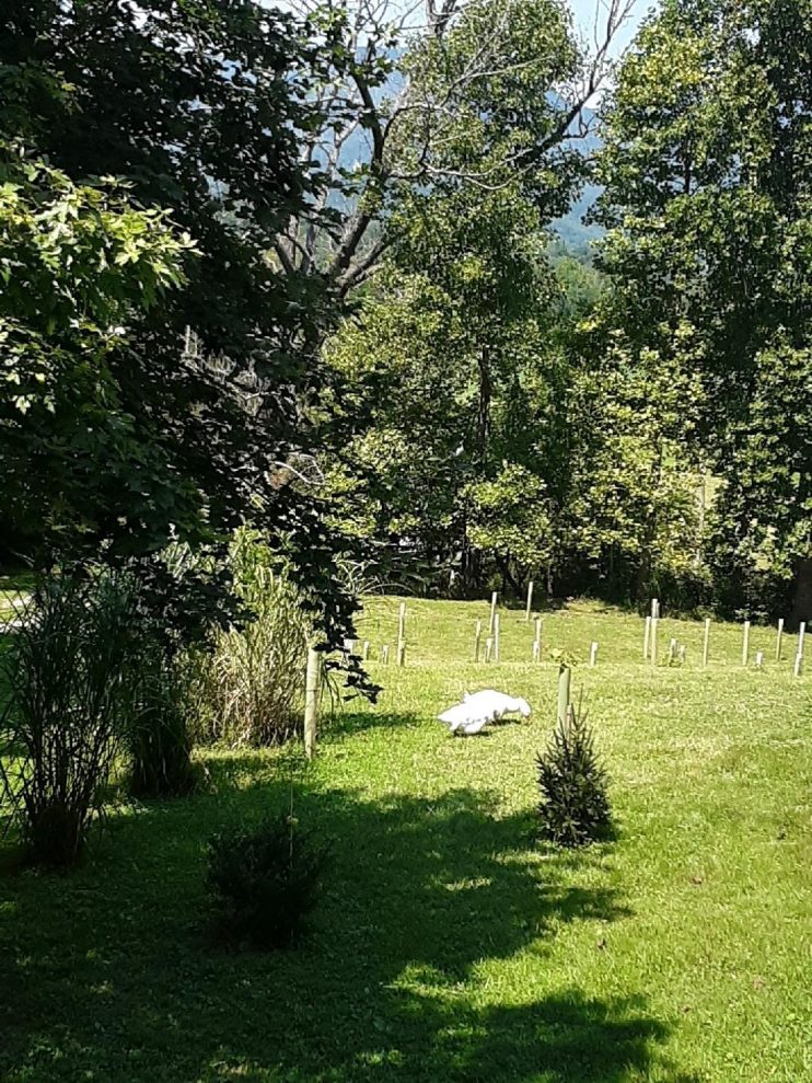 Open Land Turns into Mini Forest