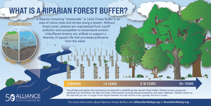 Infographic explaining ‘What is a Riparian Forest Buffer?’