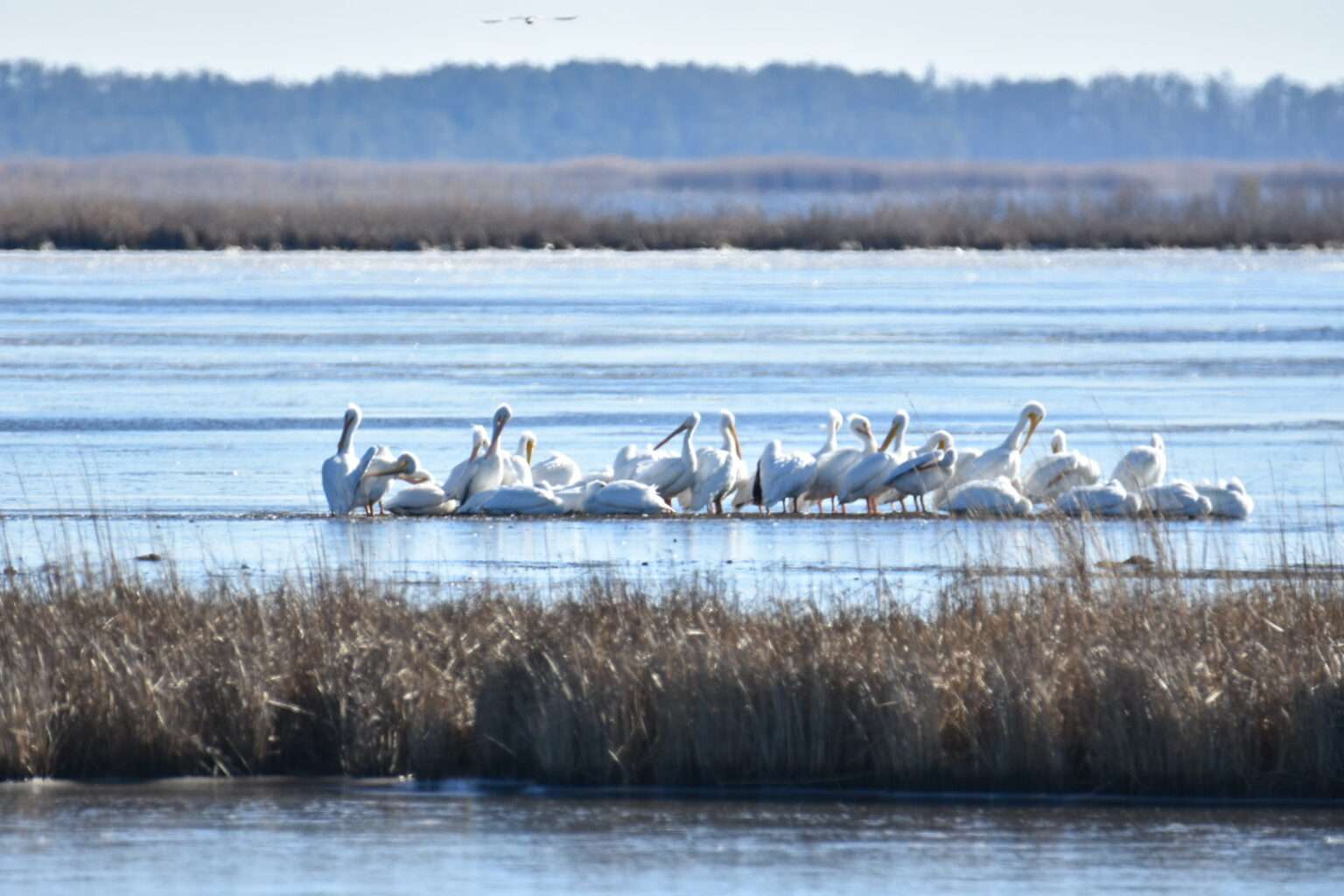 Curated visual reference: Fresh Look at Blackwater Wildlife Refuge S Ever Changing Landscape