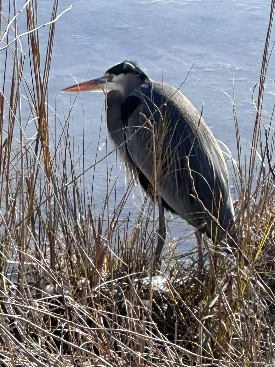 Curated visual reference: Blackwater Wildlife Refuge S Ever Changing Landscape Photo Inspiration