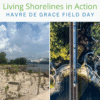 Living Shorelines in Action: Havre de Grace