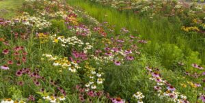 Field Day at Delaware Botanic Gardens - Image 4