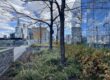 Urban green roof, green plants, bare trees and window filled buildings