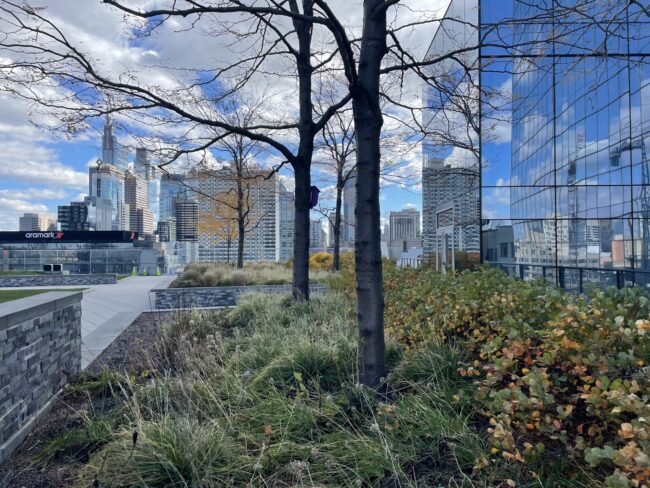 Urban green roof, green plants, bare trees and window filled buildings