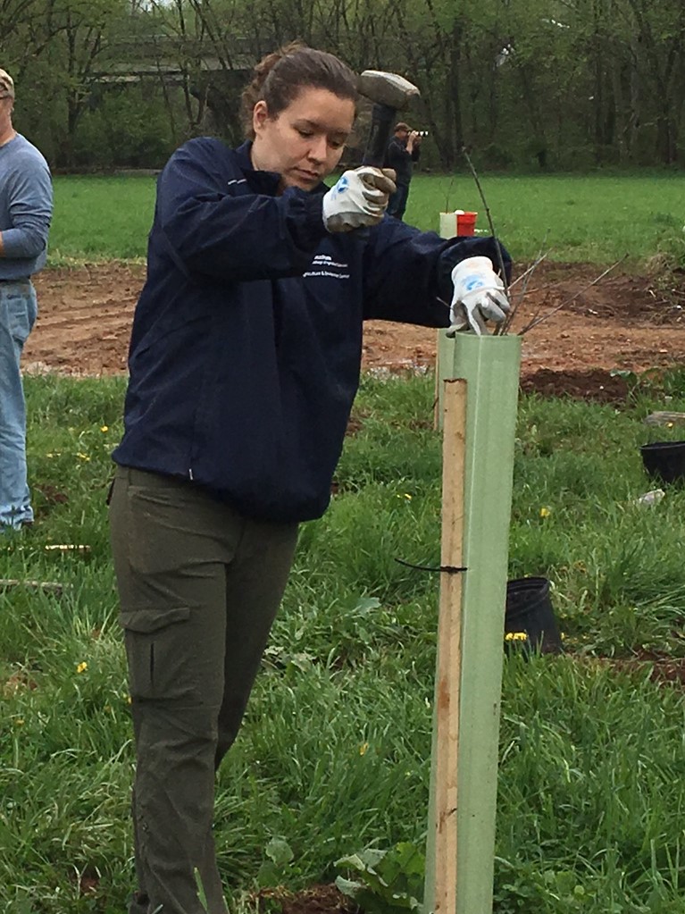 Kristen, in a navy jacket using a mallet to hammer in a tree tube around a newly planted small tree