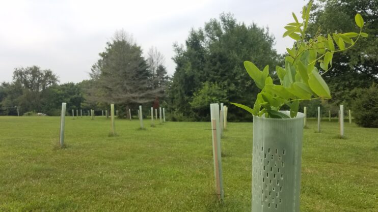 A field with rows of tree tube- the nearest one with leaves sticking out of the top