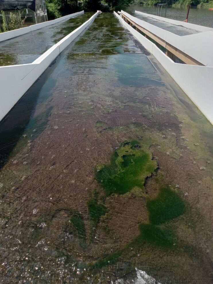 Water flows across three long channels covered with dark green and brown algae. Clumps of green algae are visible on the platform closest to the camera.
