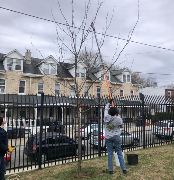 A person prunes a tree near some phonelines
