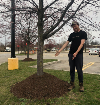 A man standing next to a tree with a knee high volcano of mulch