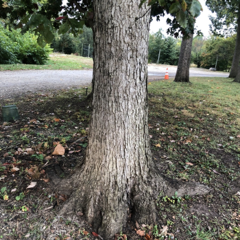The trunk of a tree