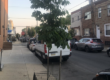 A tree growing on the side of a street in a streetside planter