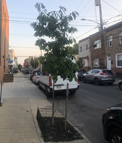 A tree growing on the side of a street in a streetside planter