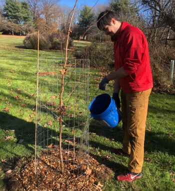 Man in a red shirt watering a newly planted tree using bucket