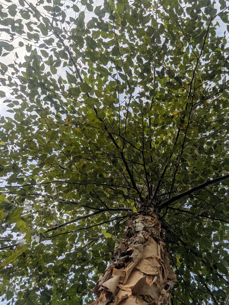 Photo 8 – River Birch in Buffer